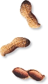 Photograph of several peanuts