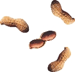 Photograph of several peanuts