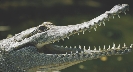 Photograph of a crocodile with mouth open