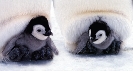 Photograph of young penguins sitting on the feet of a parent