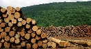 Photograph of tree logs in a pile