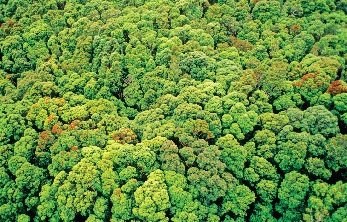 Forests like these cover the Earth and keep it cool. They provide habitats for plant and animal life.