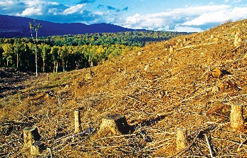 Widespread deforestation like this can cause Earth to become too hot. When the Earth is too hot, animals, plants, and even humans are affected by the rising temperatures.