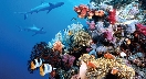 Photograph of a fish and coral in a reef