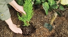 Photograph of a small tree being planted in dark soil