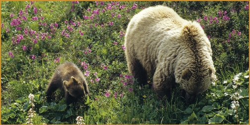 Grizzly bear feeding grounds in national parks are becoming smaller due to the effects of global warming.