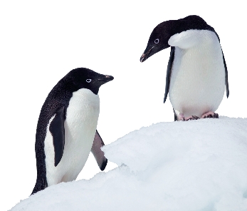 Because of global warming, some penguins cannot find dry places to lay eggs.