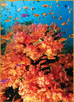 A live reef