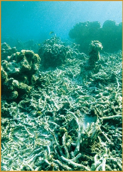 A dead reef