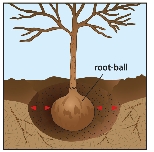 root-ball