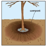 compost