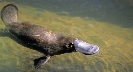 Photograph of a platypus underwater