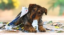 Photograph of a dog tearing apart a newspaper with its mouth