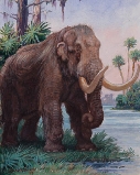 Before disappearing, the mastodon roamed the U.S.