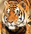 Photograph of a tiger