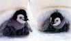 Photograph of two young Emperor penguins sitting on their parents' feet