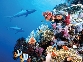 Photograph of fish and coral in a reef