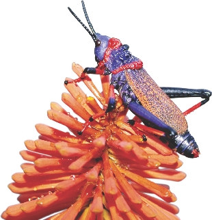 Grasshopper on a flower in South Africa