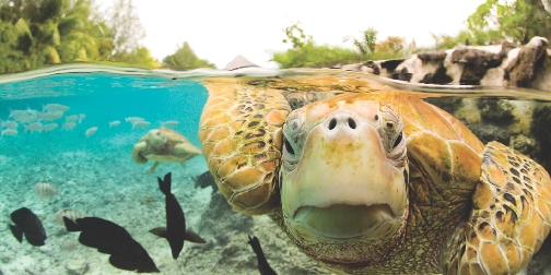 Close-up of a green sea turtle