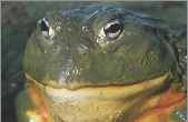 Bullfrogs live in ponds.