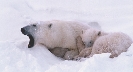 Photograph of a mother polar bear with her cub