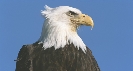 Photograph of an American Bald Eagle