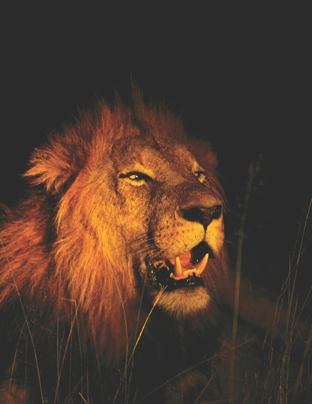 Photograph of a lion