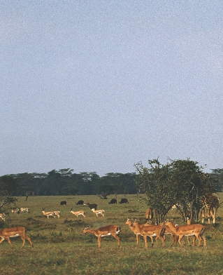 Photograph of giraffes, impalas, and gazelles on an African savannah