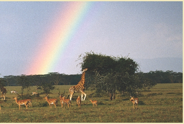 Giraffes, impalas, zebras, and gazelles near Lake Nakuru. Lake Nakuru National Park, Kenya