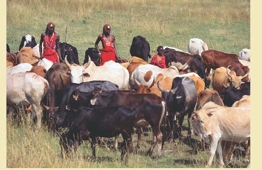 Maasai men and boys watching their cattle.