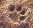 Photograph of a lion's footprint in sand