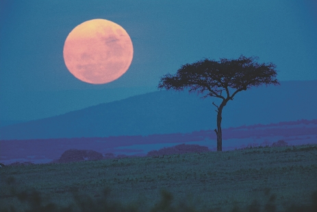 Nighttime on the Savannah, or grasslands of Kenya, offers little protection from lions.