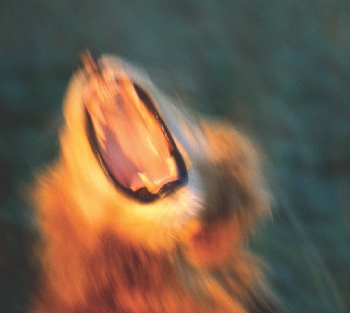 A male lion roars, ready to attack.