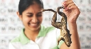 Photograph of a girl looking squeamish as she holds a frog by one leg