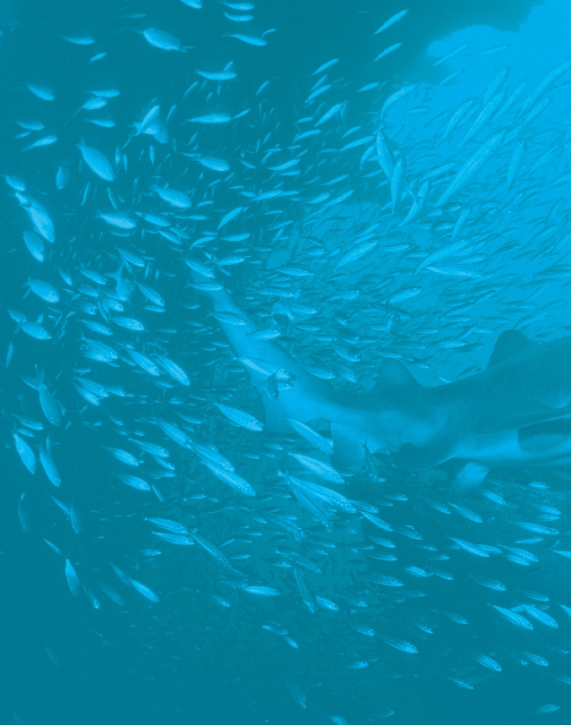 Illustration of a school of fish swimming with a larger fish