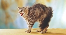 Photograph of a cat arching its back as it hisses