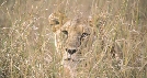 Photograph of a lioness hiding in tall grasses