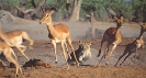 Photograph of a lioness chasing a group of impalas