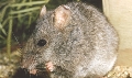 Photograph of a grey mouse