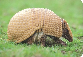 Photograph of an armadillo running