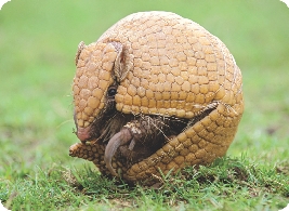 Photograph of an armadillo partially tucked into its shell