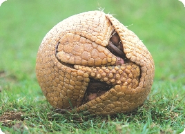 Photograph of an armadillo completely tucked into its shell, looking like a ball