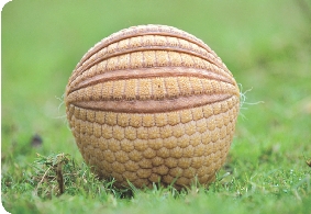 Photograph of an armadillo completely tucked into its shell, looking like a ball