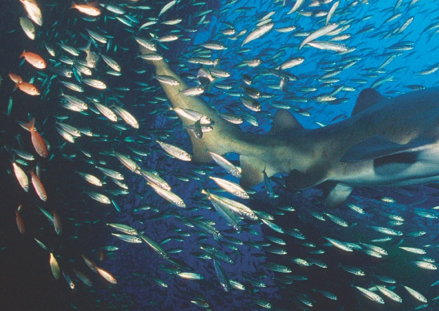 Photograph of a school of small fish swimming along side a larger fish (shark)