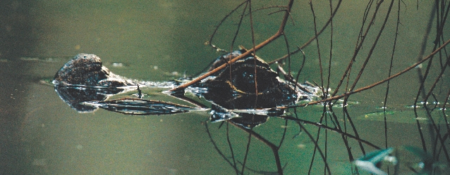 A crocodile hides as it waits for its prey.