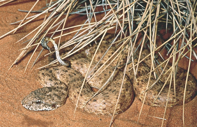 A death adder moves its tail from side-to-side to attract prey.