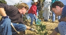 Photograph of people planting trees