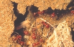 Ants make complex tunnels part of their home.
