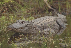 American alligator