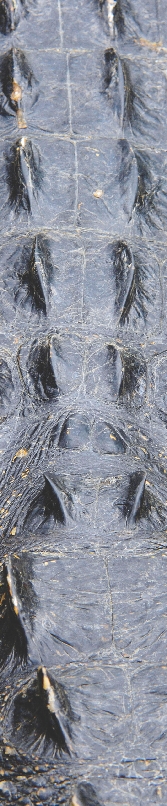 Photograph of a close up of the back of an American alligator